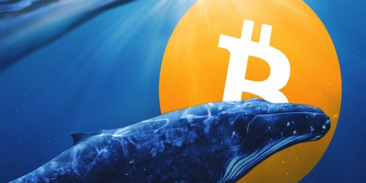 01-Bitcoin-whales-tracker
