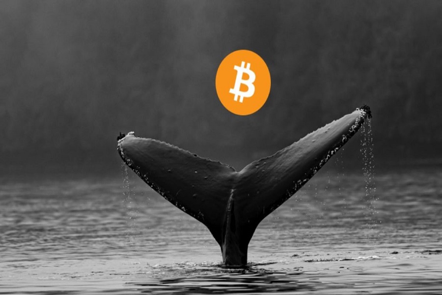 Bitcoin-whales-tracker-04