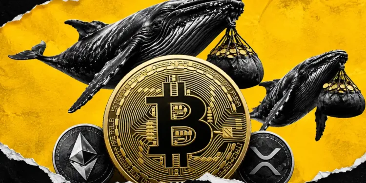 خرید بیت کوین توسط نهنگ ها، امکان رشد بیت کوین و آلت کوین ها